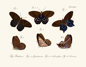 Butterflies by German School