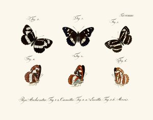 Butterflies by German School