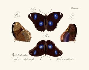 Butterflies