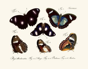 Butterflies