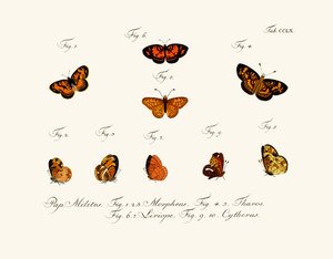 Butterflies