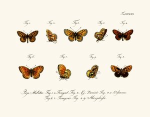 Butterflies