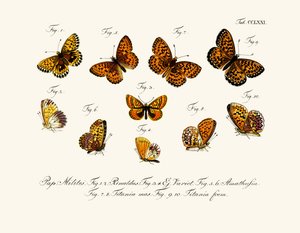 Butterflies by German School