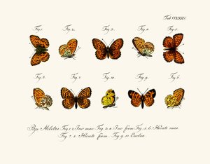 Butterflies by German School