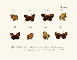 Butterflies by German School