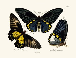 Butterflies by German School