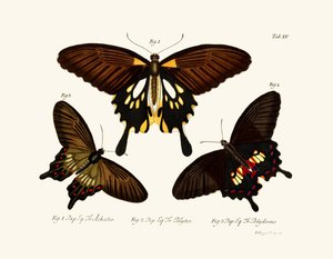 Butterflies