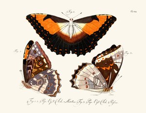 Butterflies by German School