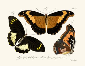 Butterflies
