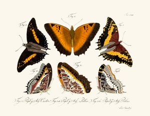 Butterflies