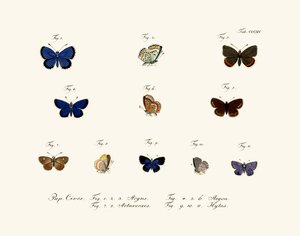 Butterflies