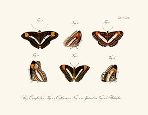 Butterflies by German School