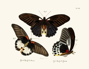 Butterflies