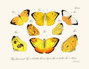Butterflies by German School