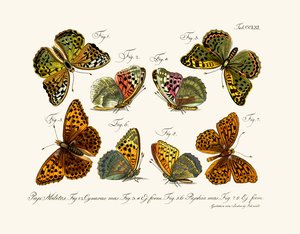 Butterflies by German School