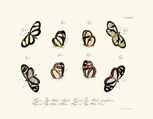 Butterflies by German School