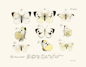 Butterflies by German School