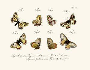 Butterflies
