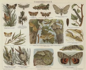 Butterflies and moths by German School