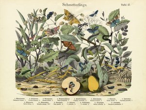Butterflies