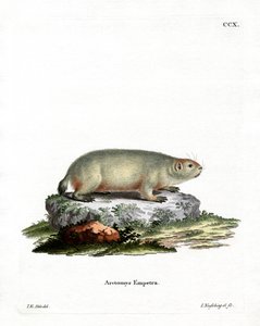 Canadian Marmot