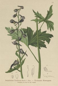 Candle Larkspur