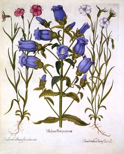 Canterbury Bells, and Corn Cockles, from Hortus Eystettensis
