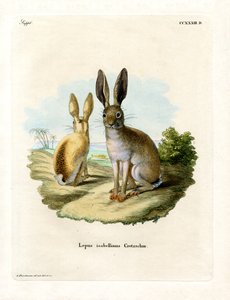 Cape Hare