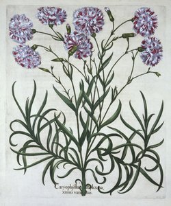 Carnation, from Hortus Eystettensis by German School