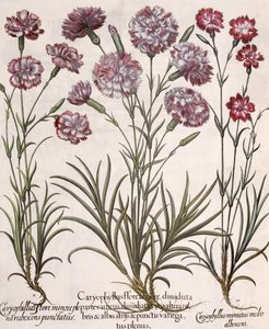 Carnations, from the Hortus Eystettensis by Basil Besler by German School