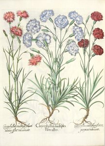 Carnations, from the Hortus Eystettensis by Basil Besler by German School