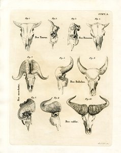 Cattle Skulls by German School