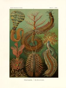 Chaetopoda by German School