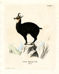 Chamois by German School