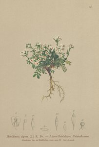 Chamois Cress by German School