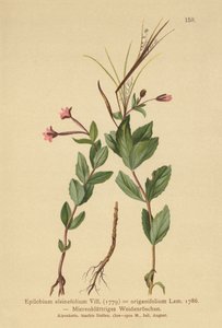 Chickweed Willowherb