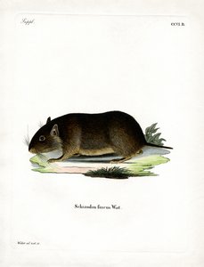 Chilean Rock Rat by German School