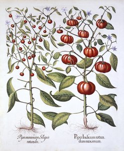 Chili Pepper [Nightshade Family], from Hortus Eystettensis