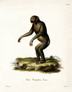 Chimpanzee by German School