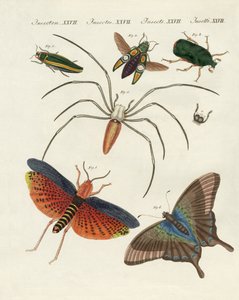 Chinese Insects