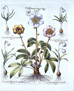 Christmas Rose and Snowdrop Variations, from Hortus Eystettensis