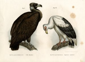 Cinereous Vulture by German School