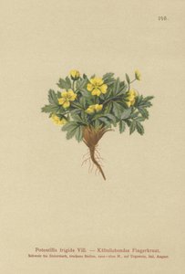 Cinquefoil by German School