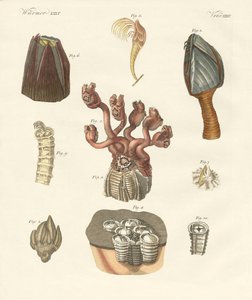 Cirrhipodas, Bristleworms or brachiopods by German School