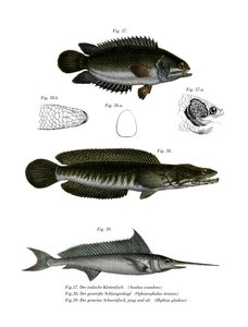 Climbing Perch