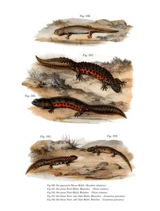 Clouded Salamander