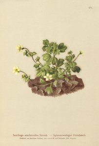 Cobweb Saxifrage