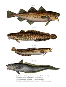 Codfish