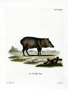 Collared Peccary by German School