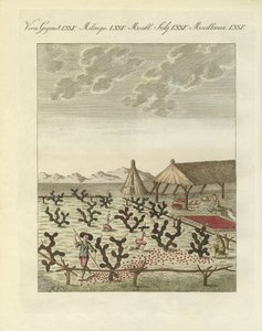 Collecting cochenilles by German School